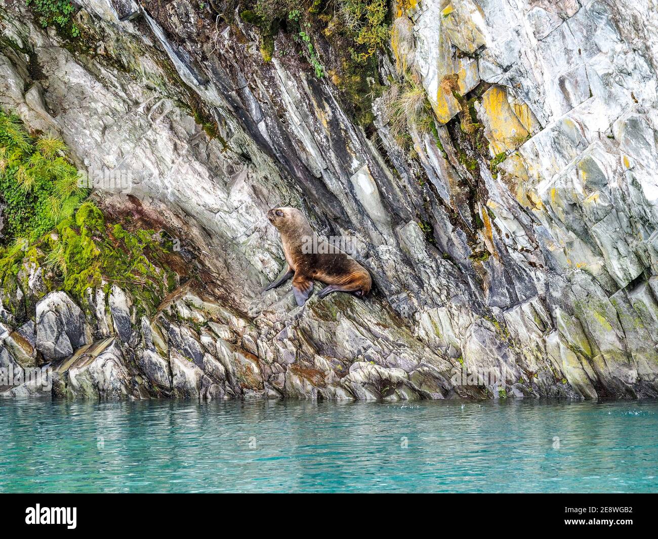 Phoque à fourrure sur une île rocheuse de la région de Magallanes y de la Antártica Chilena, Patagonie, Chili Banque D'Images