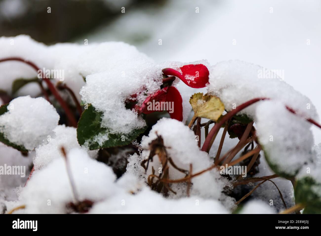 Fleur rouge Cyclamen hederifolium recouverte de neige. Gros plan, mise au point au premier plan Banque D'Images