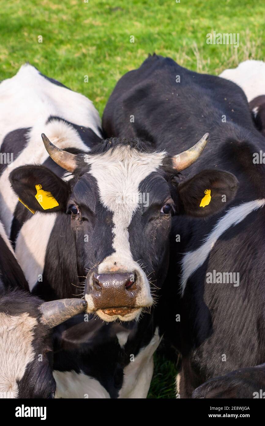 À la vache à l'appareil photo Banque D'Images