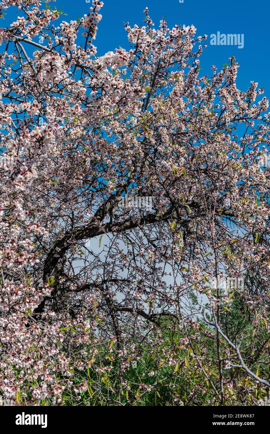 Fleurs d'amande (Prunus dulcis), avec la lumière du soleil en fleurs et fond de ciel bleu Banque D'Images