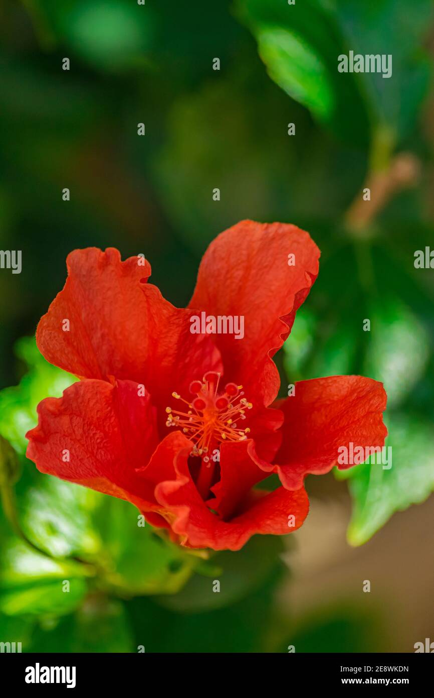 fleur d'hibiscus rouge, (rosa sinensis), avec fond de feuilles vertes Banque D'Images