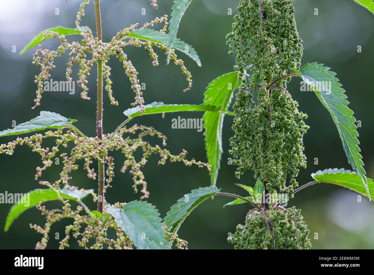 Brennessel, Vergleich Männchen (Liens), Männliche Pflanze und weibliche  Pflanze im Vergleich, Brennnesseln, Große Brennessel Photo Stock - Alamy