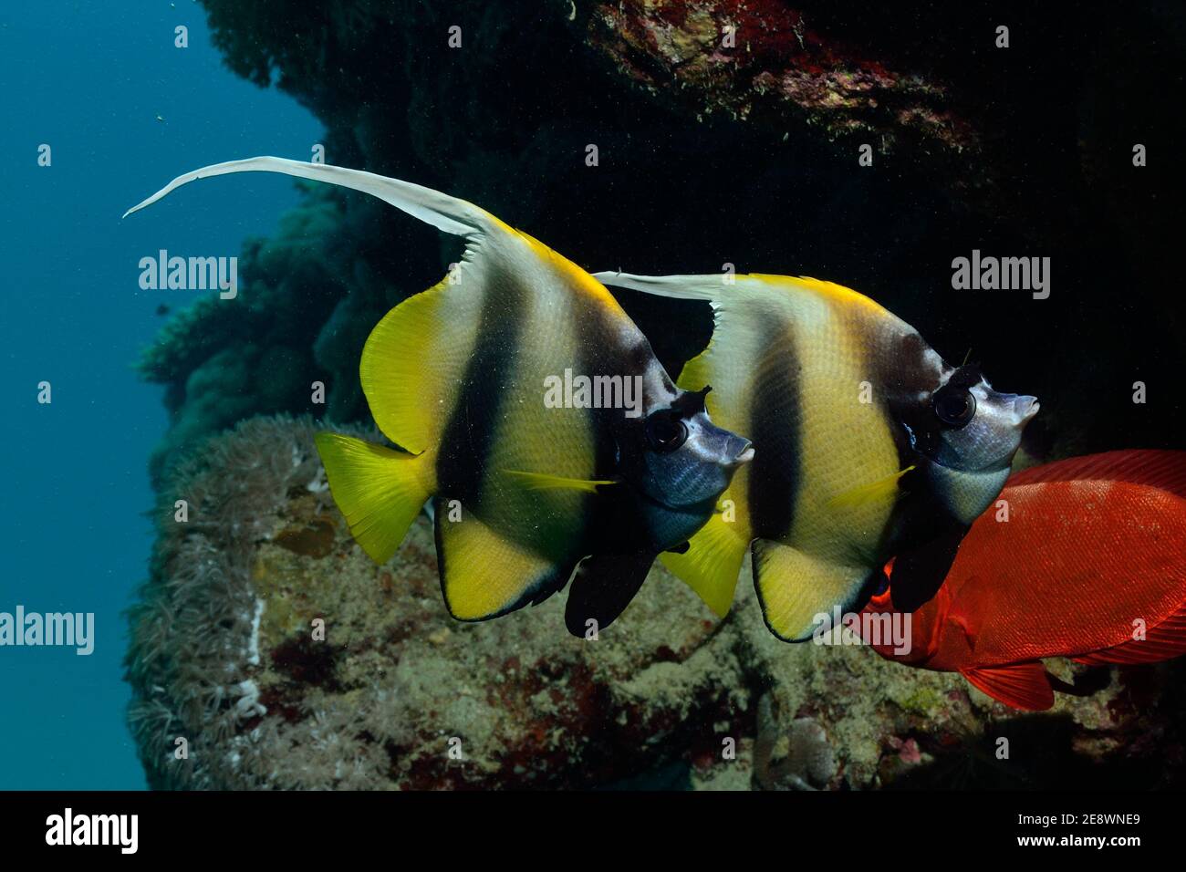 Heniochus intermedius, lannerfish de la mer Rouge, Rotmeer-Wimpelfisch, Plage d'Utopia, Mer Rouge, Egypte, Rotes Meer, Ägitten Banque D'Images