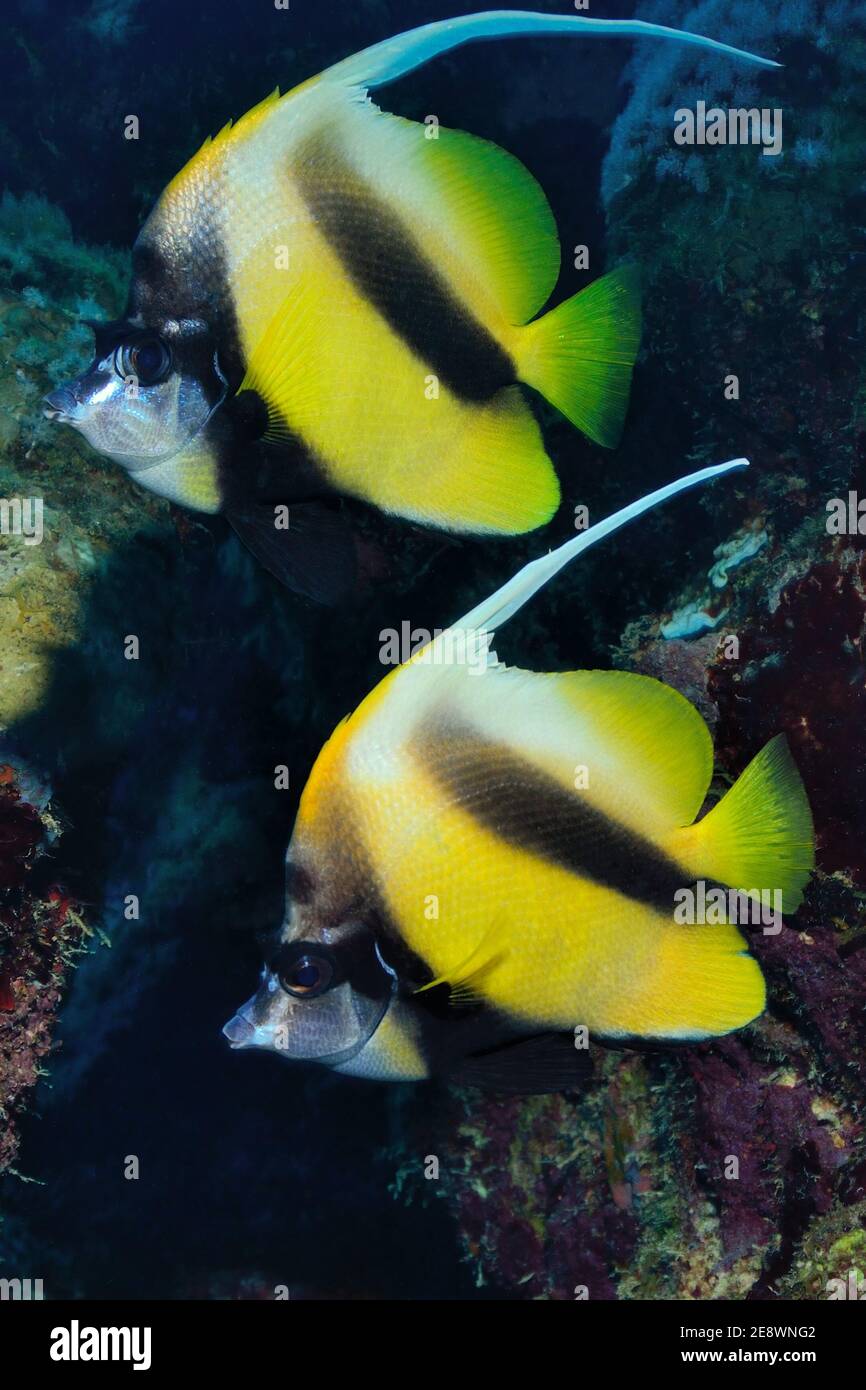 Heniochus intermedius, lannerfish de la mer Rouge, Rotmeer-Wimpelfisch, Plage d'Utopia, Mer Rouge, Egypte, Rotes Meer, Ägitten Banque D'Images