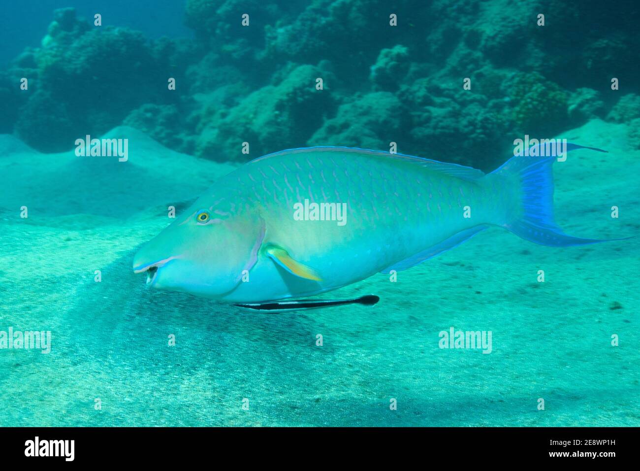 Hiposcarus harid, poisson-perroquet long, Langnasen-Papageienfisch, phase terminale, mâle, Echeneis nucrats, remora, Gestreifter Schiffshalter Banque D'Images