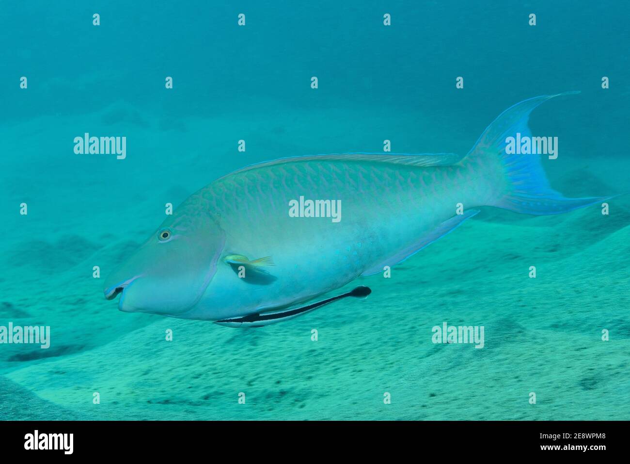 Hiposcarus harid, poisson-perroquet long, Langnasen-Papageienfisch, phase terminale, mâle, Echeneis nucrats, remora, Gestreifter Schiffshalter Banque D'Images