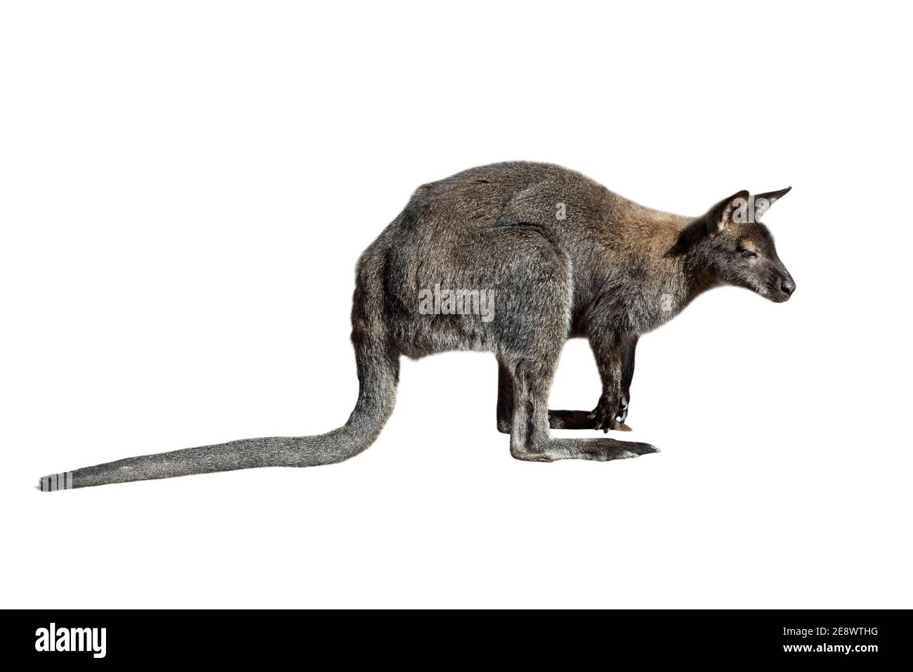 Kangourou mâle isolé sur fond blanc. Grand kangourou, vue latérale. Le kangourou se prépare à sauter. Animaux de zoo. Banque D'Images
