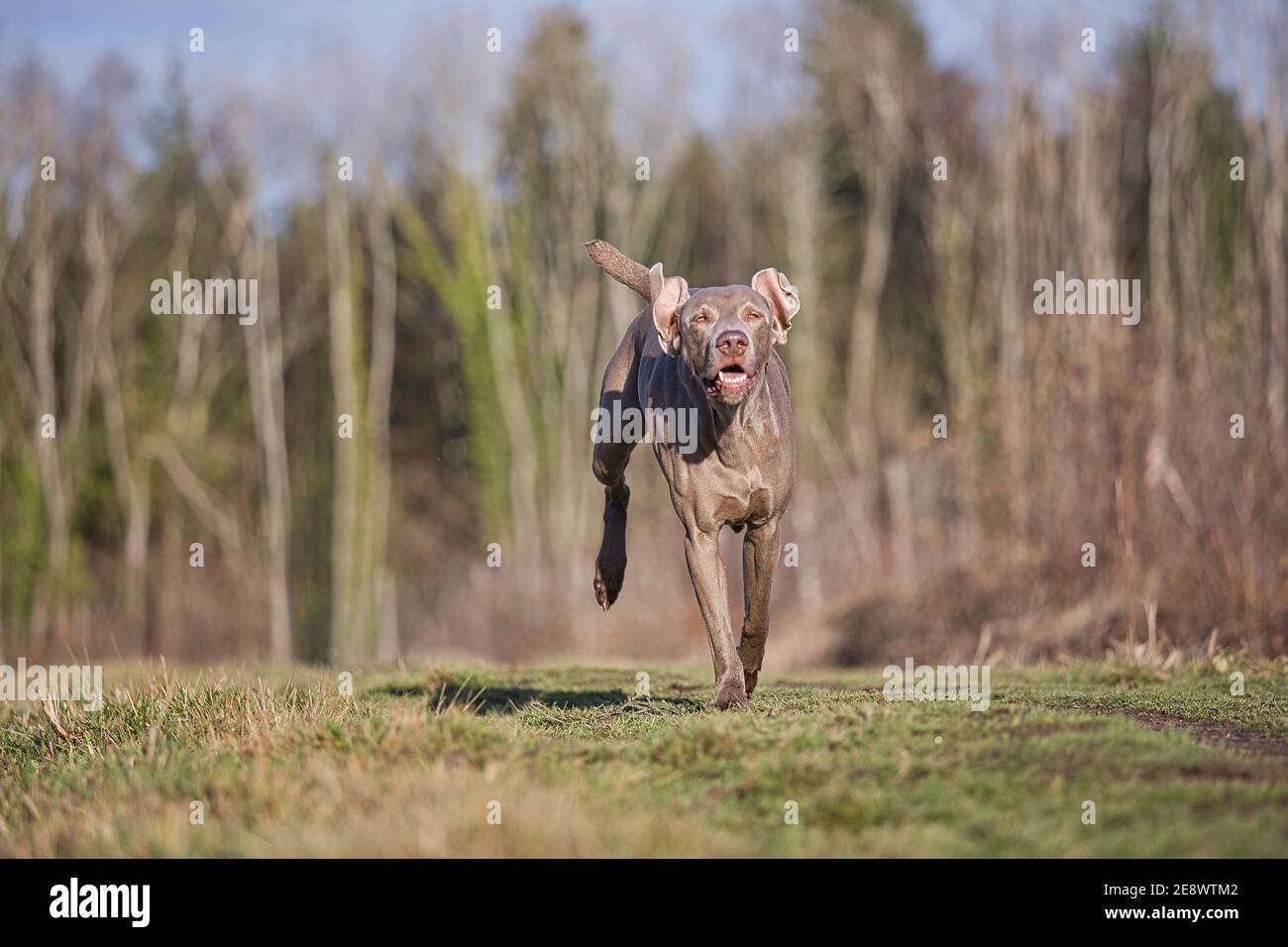 Oban le Weimaraner Banque D'Images