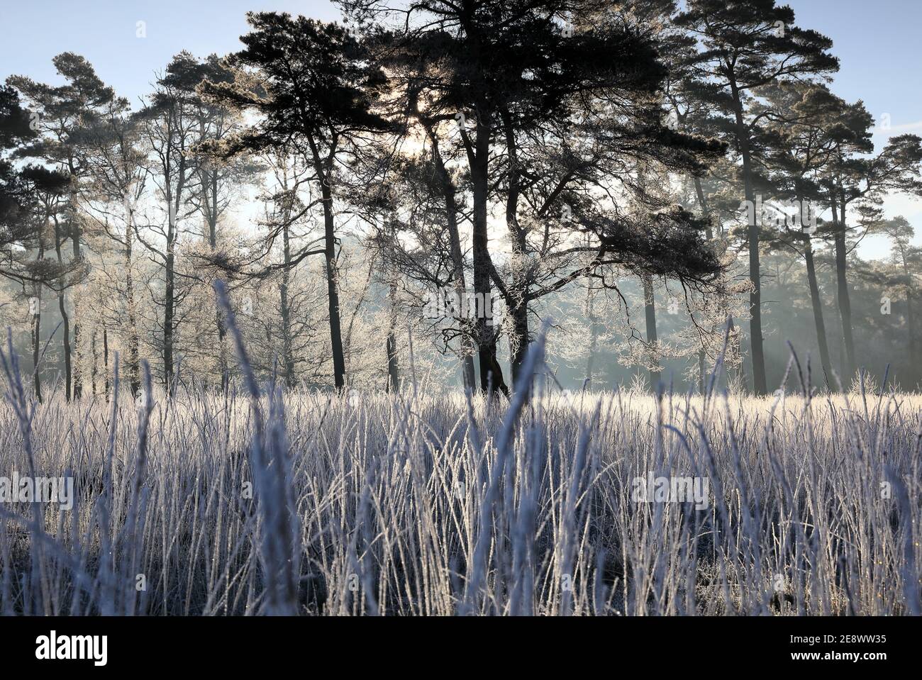 Matin froid gelé sur la prairie forestière, Drenthe, pays-Bas, blanc Banque D'Images