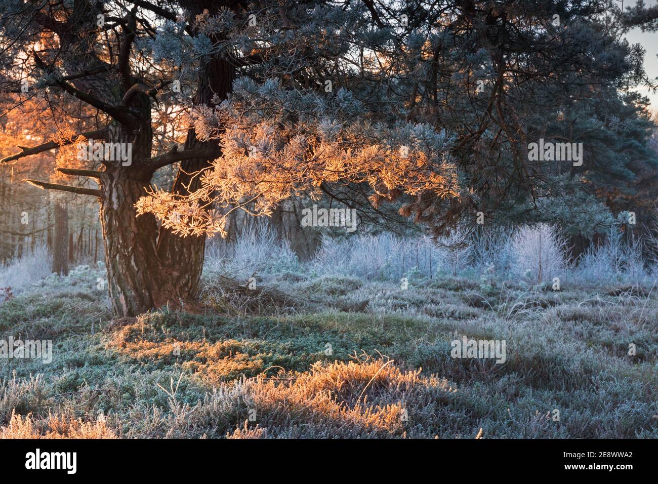 lumière rouge de lever de soleil sur un pin dépoli en hiver Banque D'Images