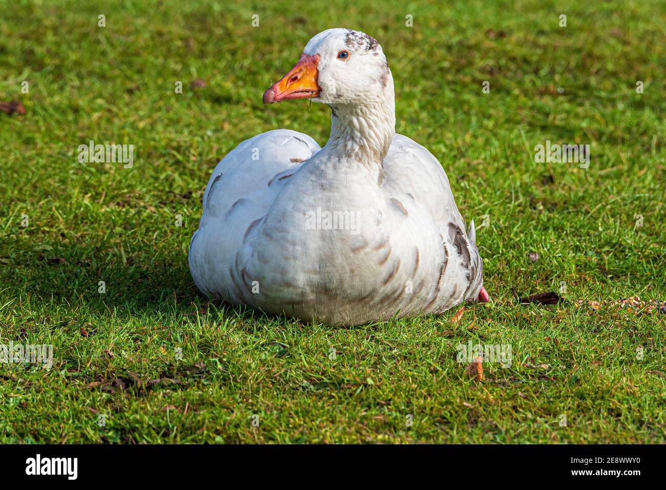 Oie domestique blanche de la ferme assise sur le sol. Banque D'Images