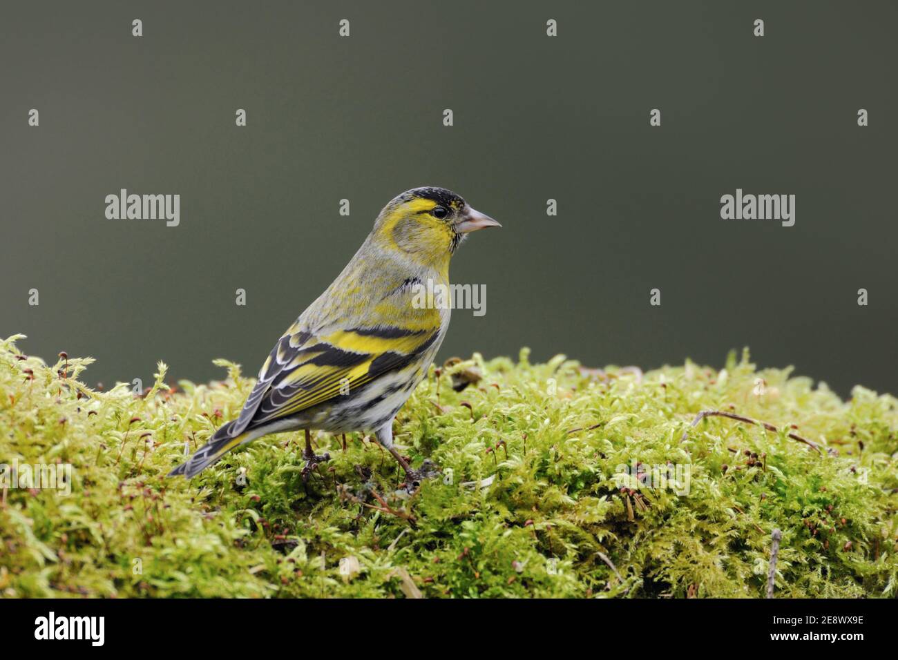 Siskin eurasien ( Spinus spinus ), oiseau mâle en robe de reproduction, assis sur le sol en mousse verte, faune, Europe. Banque D'Images