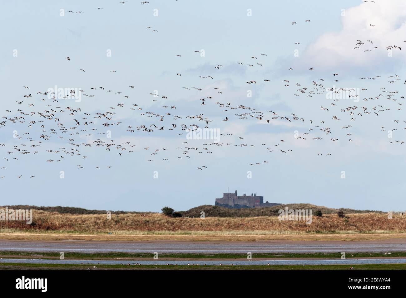 Bernaches de Barnacle (Branta leucopsis) en vol, Château de Bamburgh, Northumberland, Royaume-Uni Banque D'Images