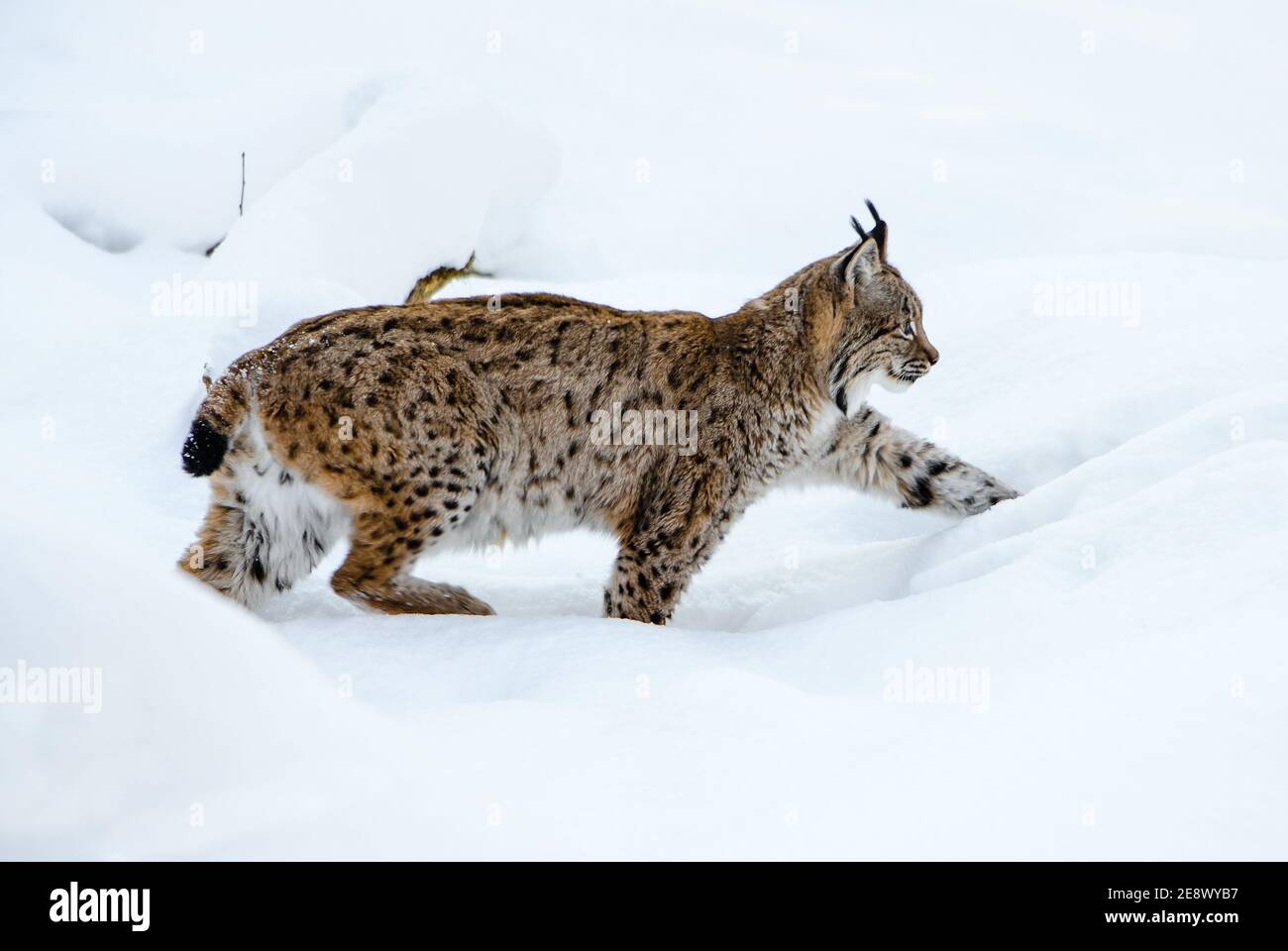 Lynx eurasien - Lynx lynx, portrait de beau chat timide des forêts européennes, Suisse. Banque D'Images