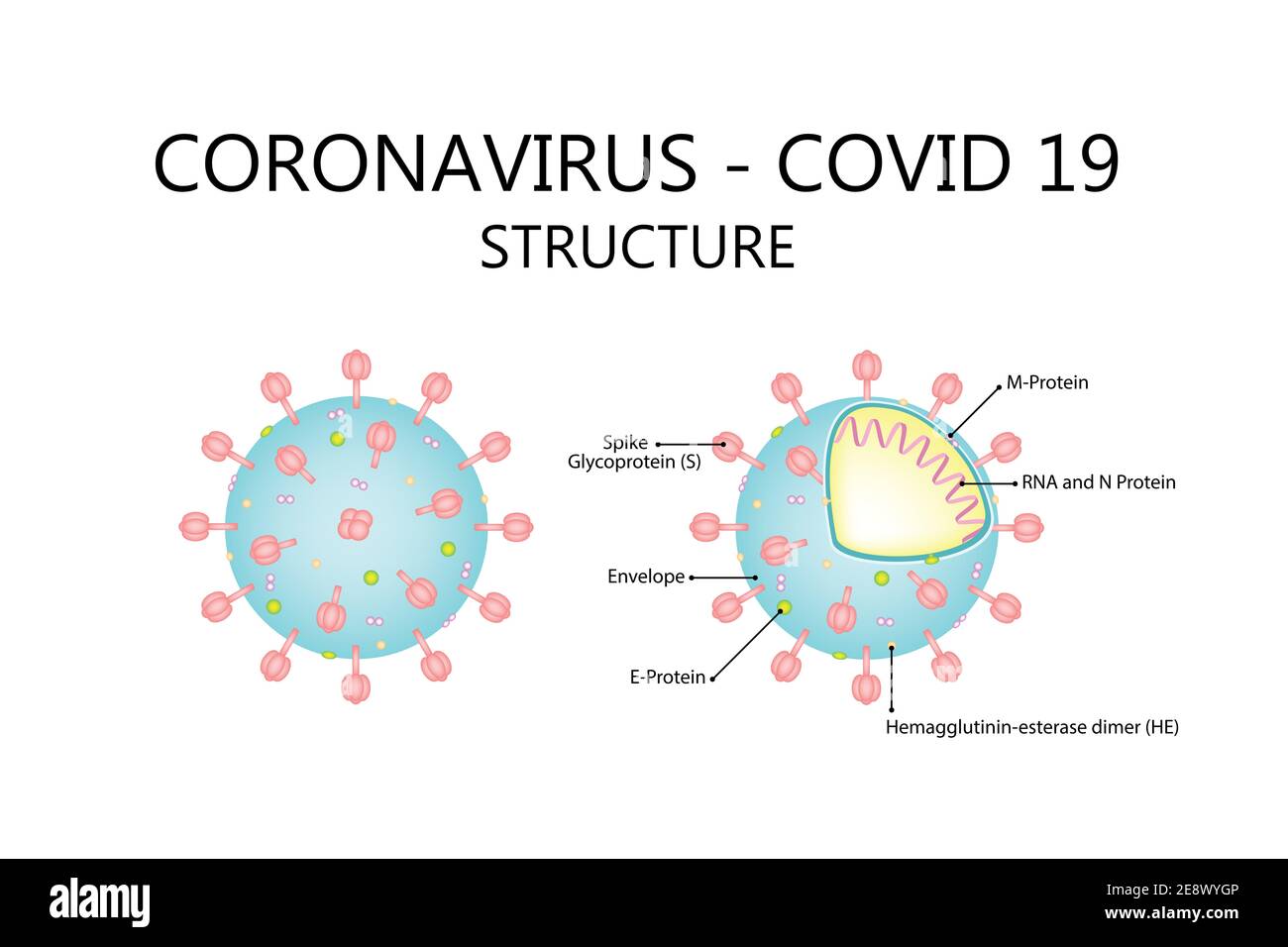 Structure du virus Corona covid19. Illustration isolée sur fond blanc Banque D'Images
