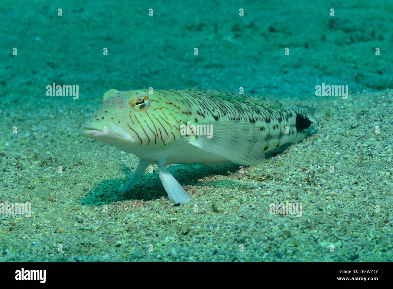 Paraperci hexophtalma, sable tacheté, Schwarzfleck-Sandbarsch, Plage d'Utopia, Mer Rouge, Egypte, Rotes Meer, Ägitten Banque D'Images