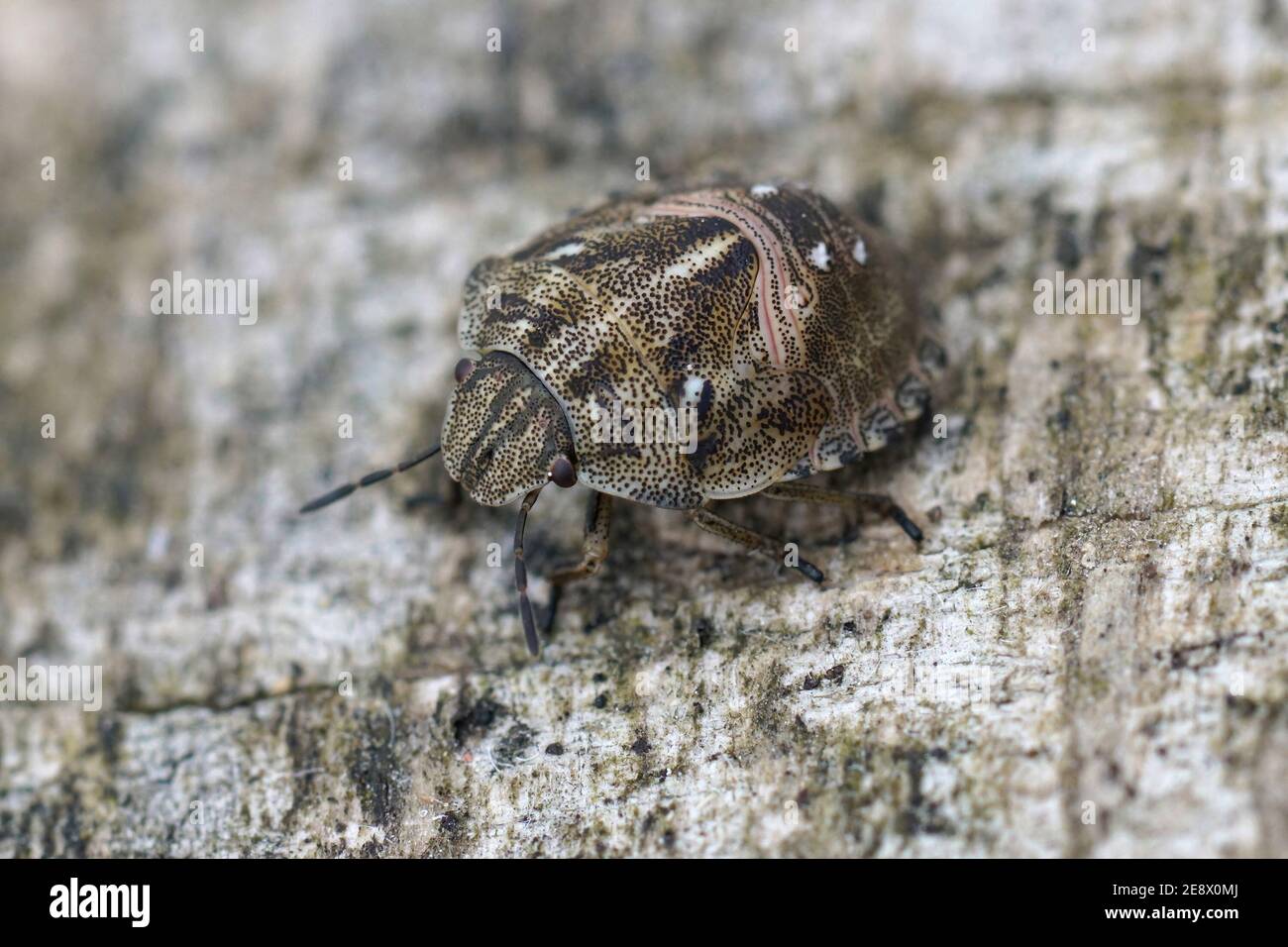 Gros plan d'une nymphe de la tortue blindbug, Eurygaster testudi Banque D'Images