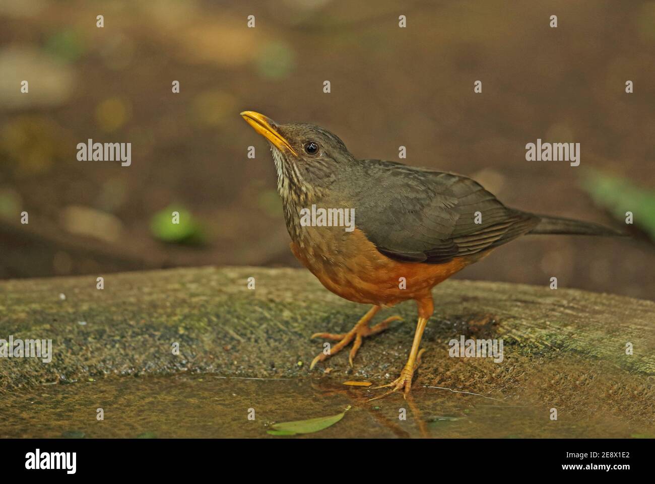 Grive d'olivier (Turdus olivaceus pondoensis) adulte buvant de l'étang de la forêt de Dlinza, Afrique du Sud Novembre Banque D'Images