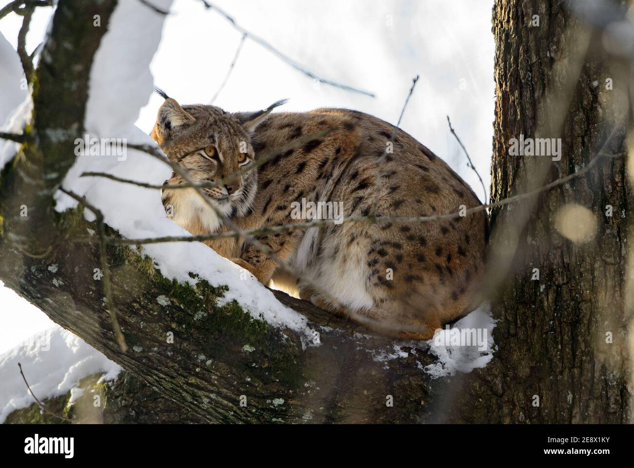 Lynx eurasien - Lynx lynx, portrait de beau chat timide des forêts européennes, Suisse. Banque D'Images