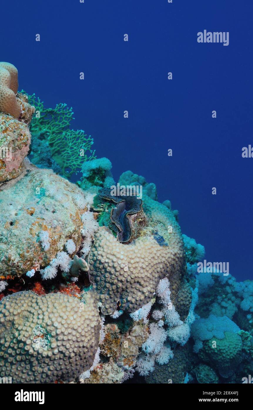 Tridacna maxima, palourdes bleues maxima, Gemeine Riesenmuschel, Grabende Riesenmuschel, Plage d'Utopia, Mer Rouge, Egypte, Rotes Meer, Ägitten Banque D'Images