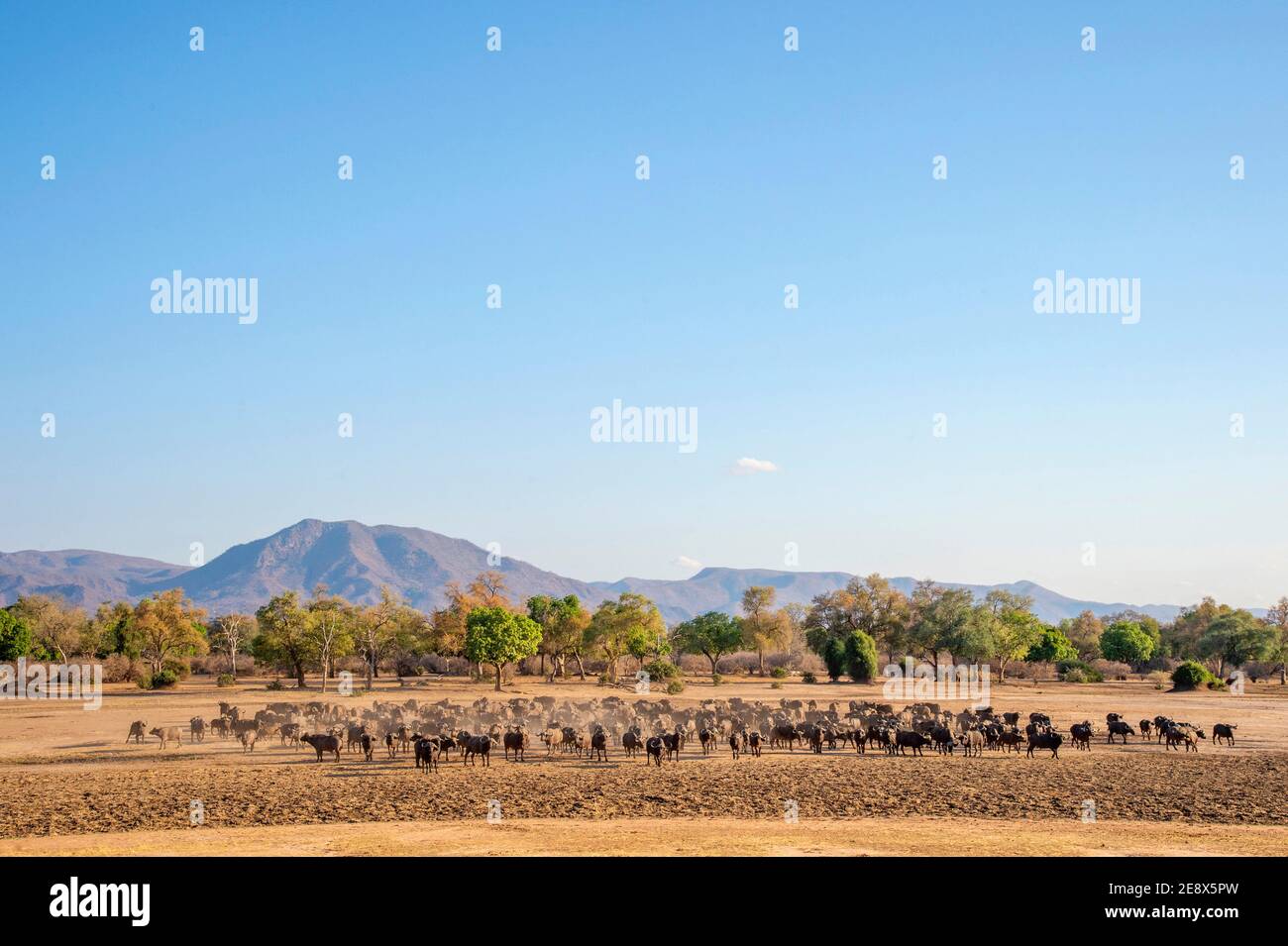 Un grand troupeau de Cape Buffalo se trouve dans le parc national de Mana pools, au Zimbabwe. Banque D'Images