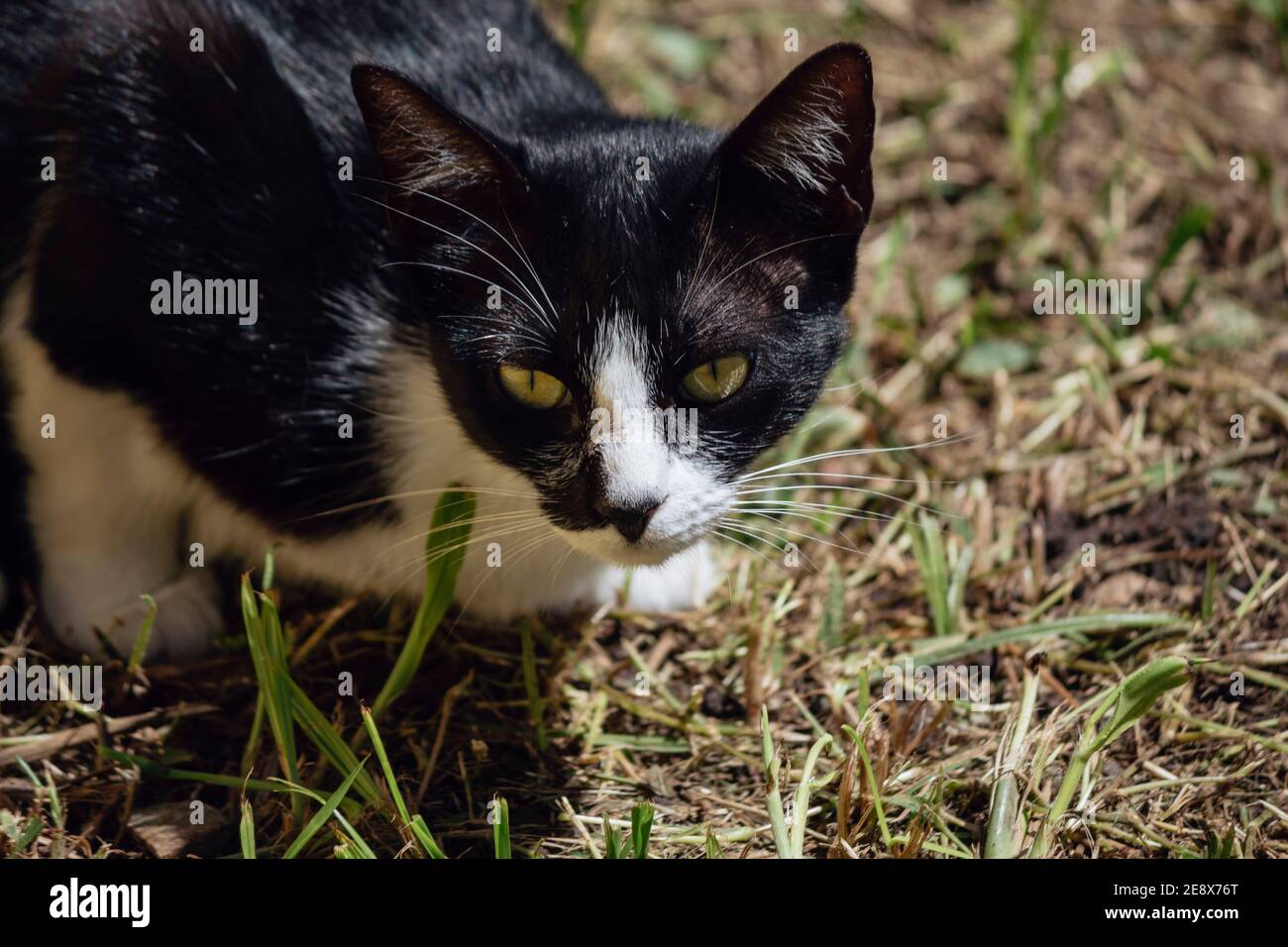 Chat de race mixte dans le jardin Banque D'Images