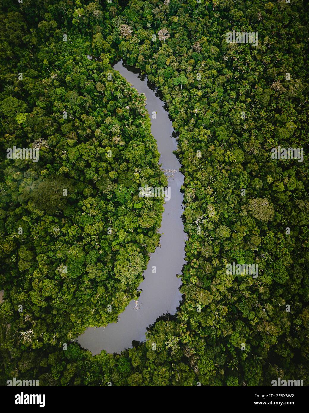 Amazone Rainforest, Pastaza, Equateur Banque D'Images