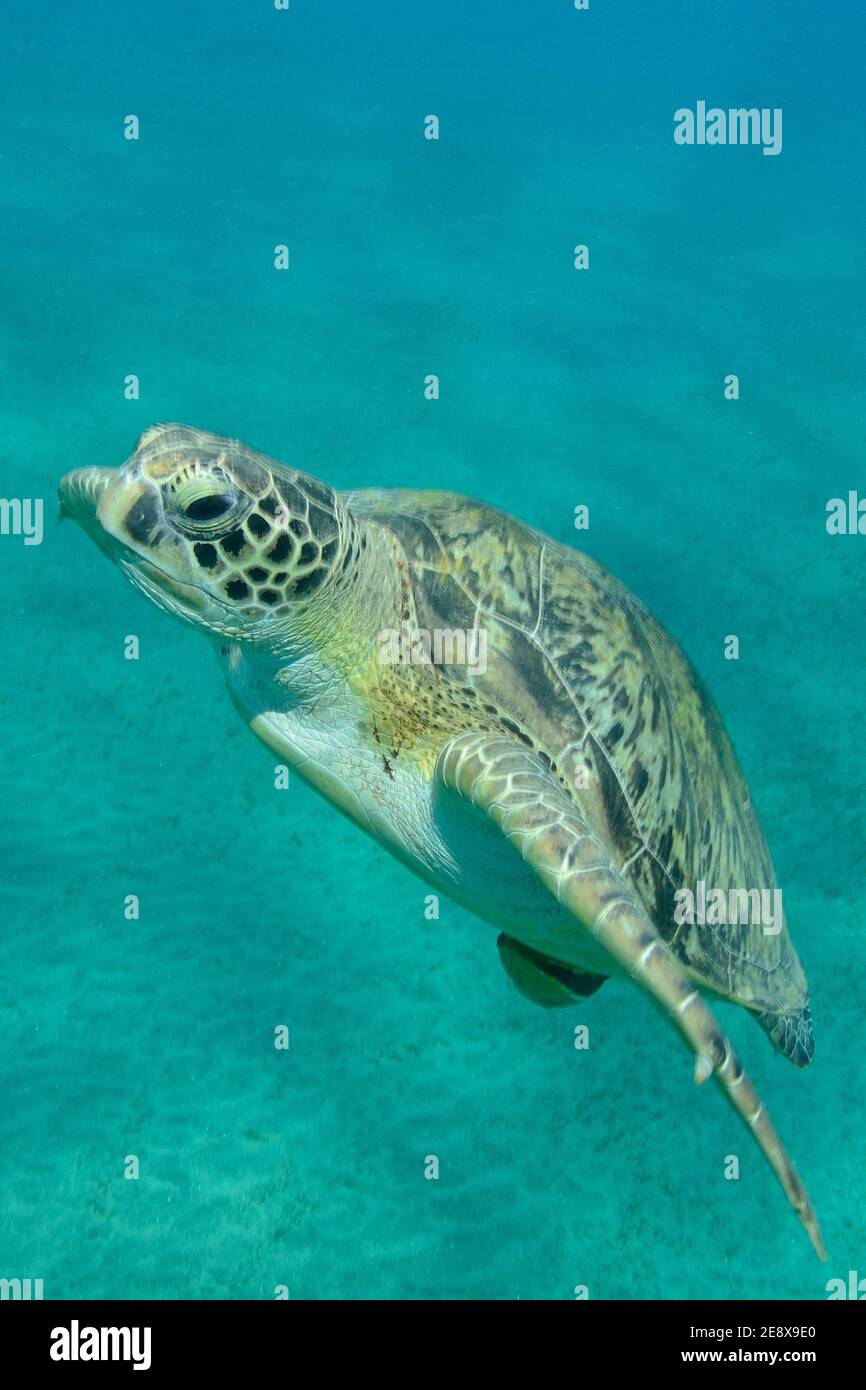 Chelonia mydas, Grüne Meeresschildkröte, tortue de mer verte, Echeneis naucrates, suckfish, Gestreifter Schiffshalter, Utopia Beach, Red Sea Rotes Meer Banque D'Images