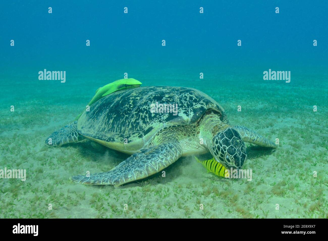 Chelonia mydas, Grüne Meeresschildkröte, tortue de mer verte, naucrates Echeneis, suckfish, Gestreifter Schiffshalter, Gnathanodon speciosus juvenil Banque D'Images