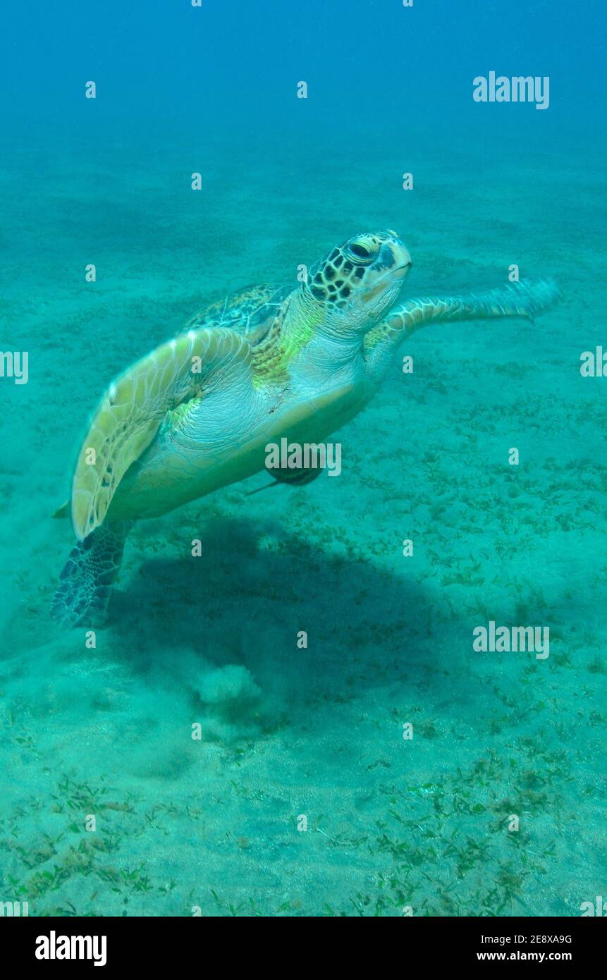 Chelonia mydas, Grüne Meeresschildkröte, tortue de mer verte, Echeneis naucrates, suckfish, Gestreifter Schiffshalter, Utopia Beach, Red Sea Rotes Meer Banque D'Images