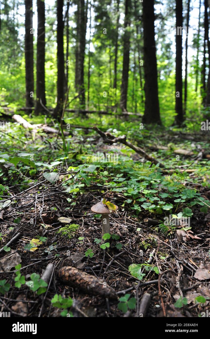 Champignons de bouleau dans la forêt verte Banque D'Images