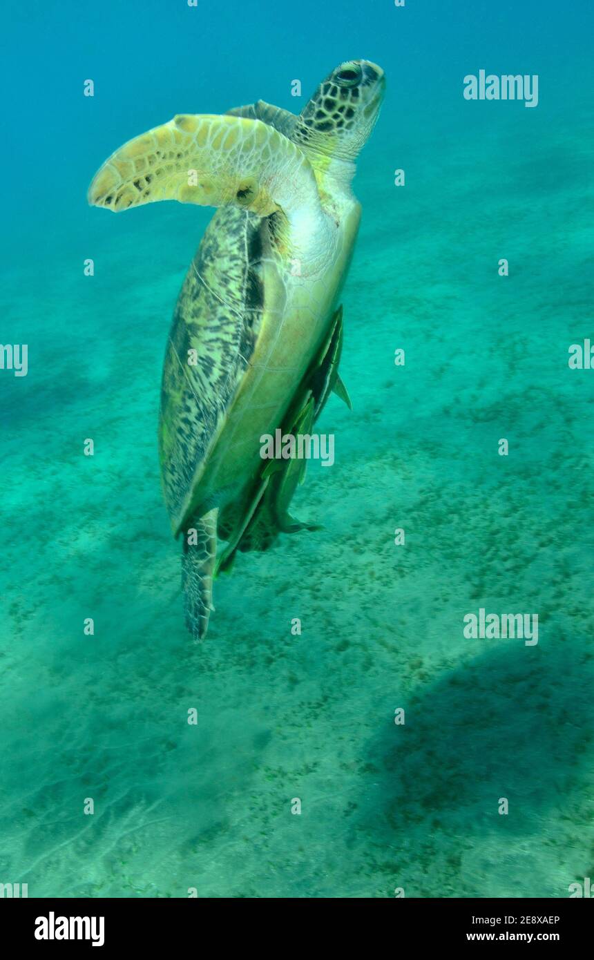 Chelonia mydas, Grüne Meeresschildkröte, tortue de mer verte, Echeneis naucrates, suckfish, Gestreifter Schiffshalter, Utopia Beach, Red Sea Rotes Meer Banque D'Images