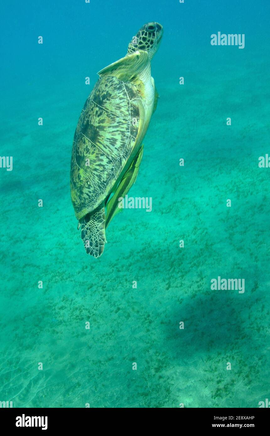 Chelonia mydas, Grüne Meeresschildkröte, tortue de mer verte, Echeneis naucrates, suckfish, Gestreifter Schiffshalter, Utopia Beach, Red Sea Rotes Meer Banque D'Images