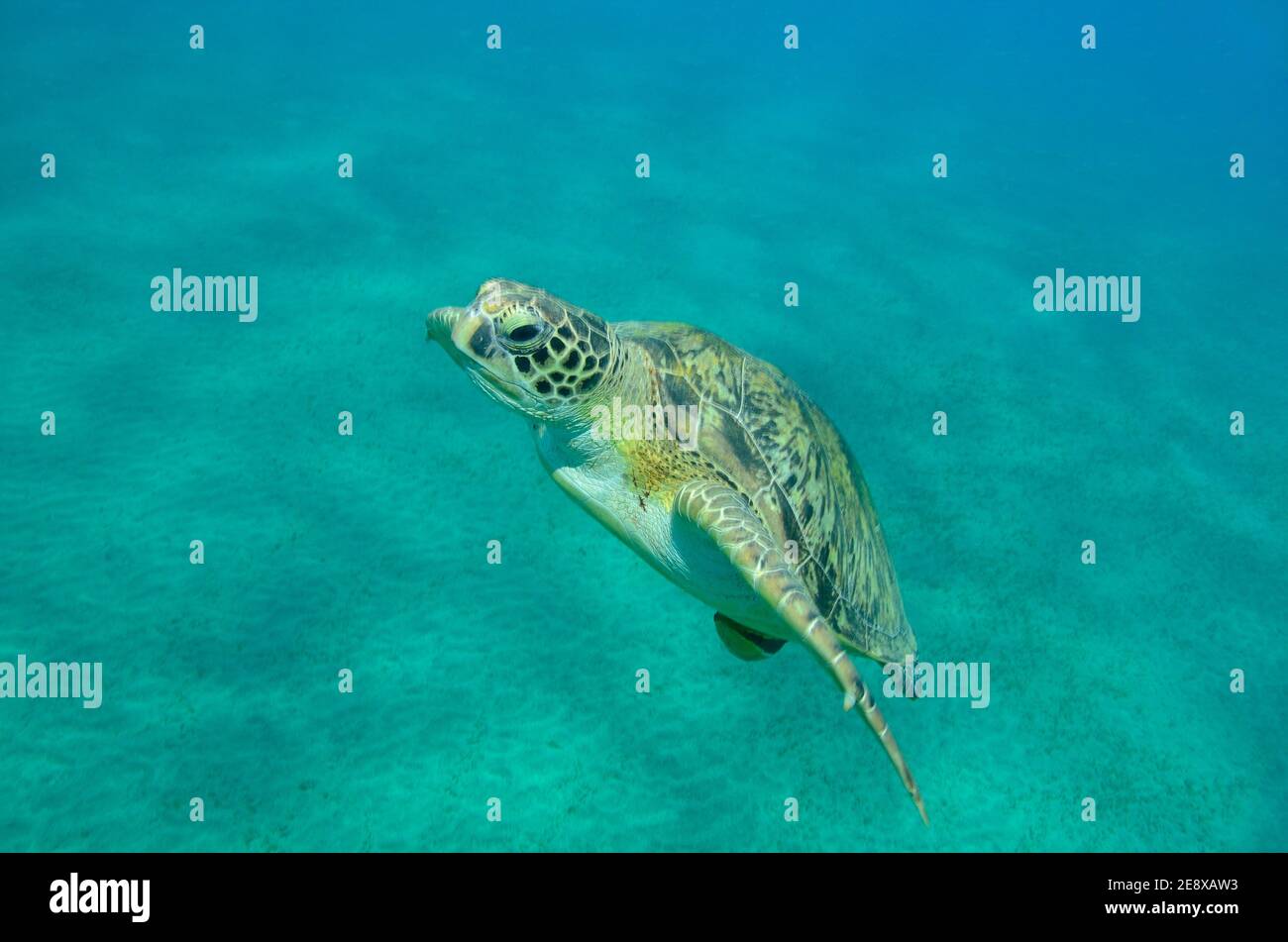 Chelonia mydas, Grüne Meeresschildkröte, tortue de mer verte, Echeneis naucrates, suckfish, Gestreifter Schiffshalter, Utopia Beach, Red Sea Rotes Meer Banque D'Images