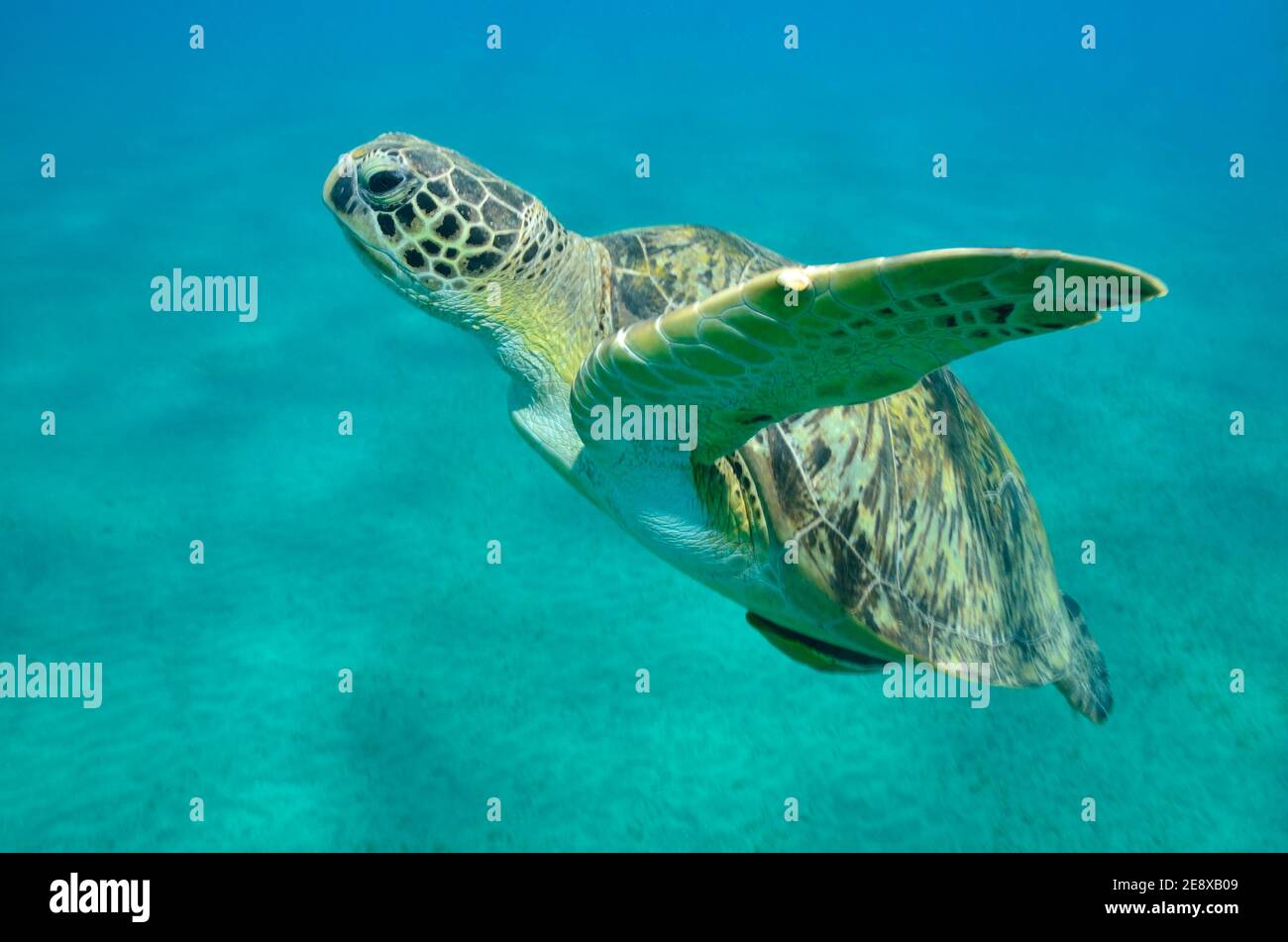 Chelonia mydas, Grüne Meeresschildkröte, tortue de mer verte, Echeneis naucrates, suckfish, Gestreifter Schiffshalter, Utopia Beach, Red Sea Rotes Meer Banque D'Images