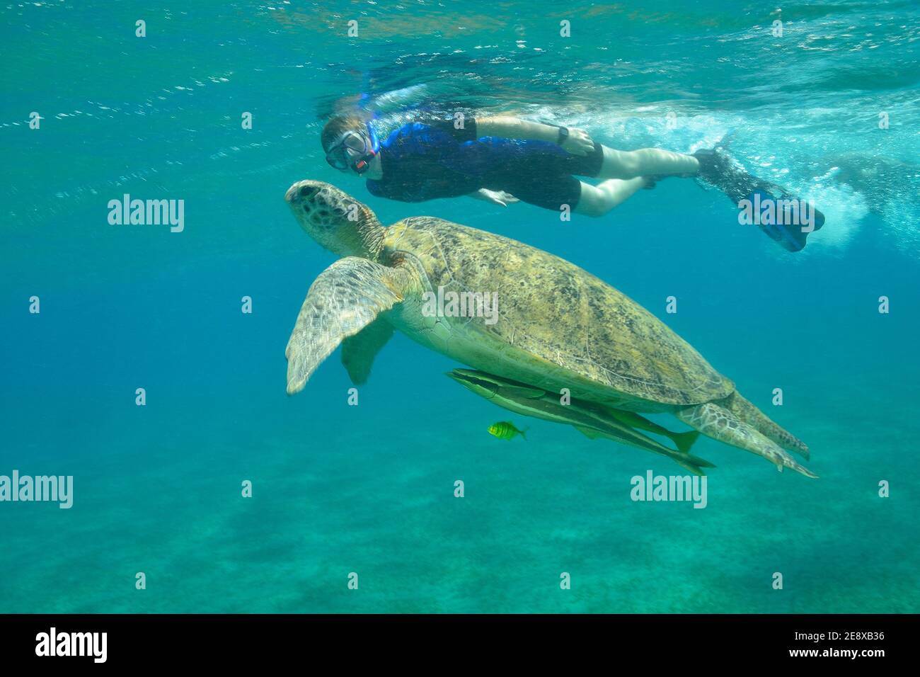 Chelonia mydas, Grüne Meeresschildkröte, tortue de mer verte, Echeneis naucrates, suckfish, Gestreifter Schiffshalter, Utopia Beach, Red Sea Rotes Meer Banque D'Images