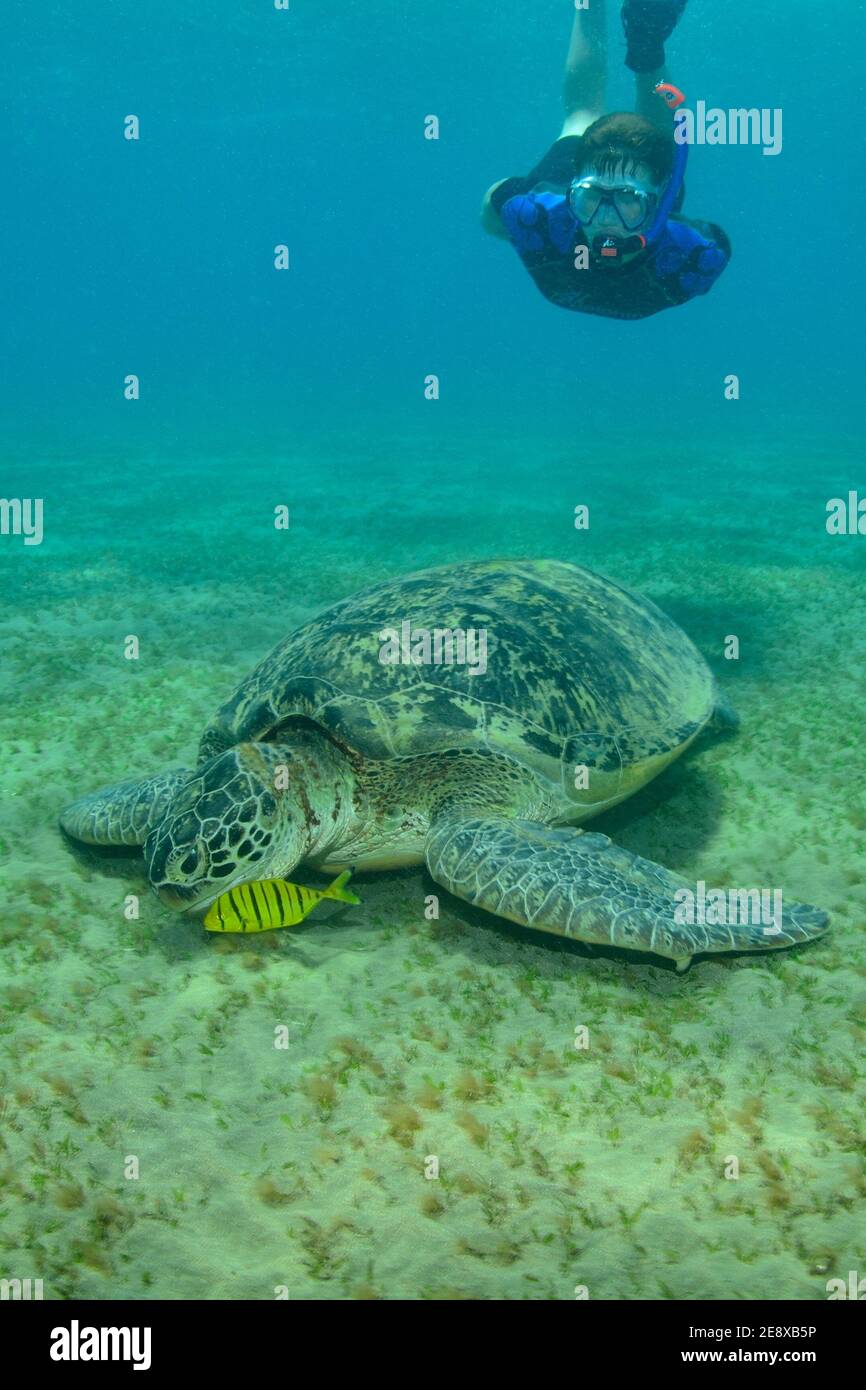 Chelonia mydas, Grüne Meeresschildkröte, tortue de mer verte, Echeneis naucrates, suckfish, Gestreifter Schiffshalter, Banque D'Images