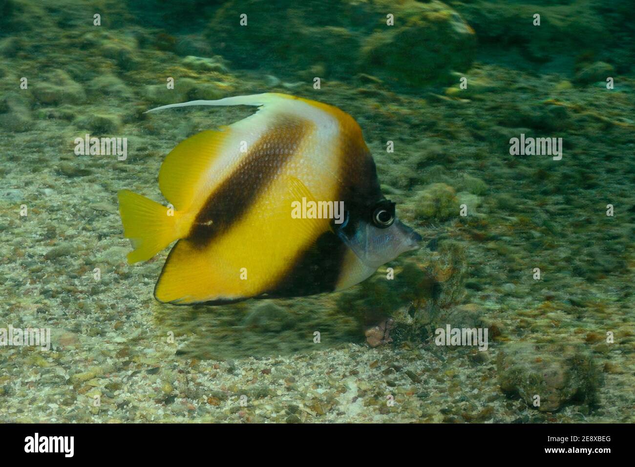 Heniochus intermedius, lannerfish de la mer Rouge, Rotmeer-Wimpelfisch, Plage d'Utopia, Mer Rouge, Egypte, Rotes Meer, Ägitten Banque D'Images