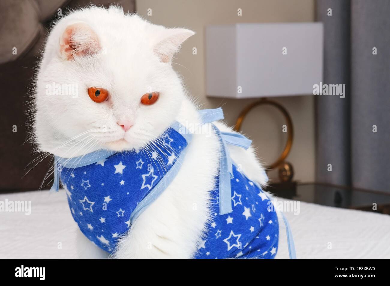 Chat Britannique A Poil Court Blanc De Recuperation Avec Des Yeux Orange Vif Portant Un Bandage Protecteur Apres Une Chirurgie Abdominale Chat Blanc Affreux Photo Stock Alamy