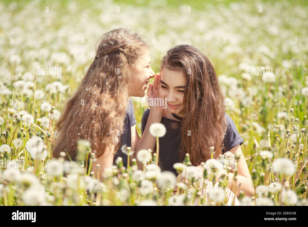 Amis, adolescentes en marche avec leur soeur et leur chien dans un terrain d'été avec des pissenlits, jour ensoleillé Banque D'Images