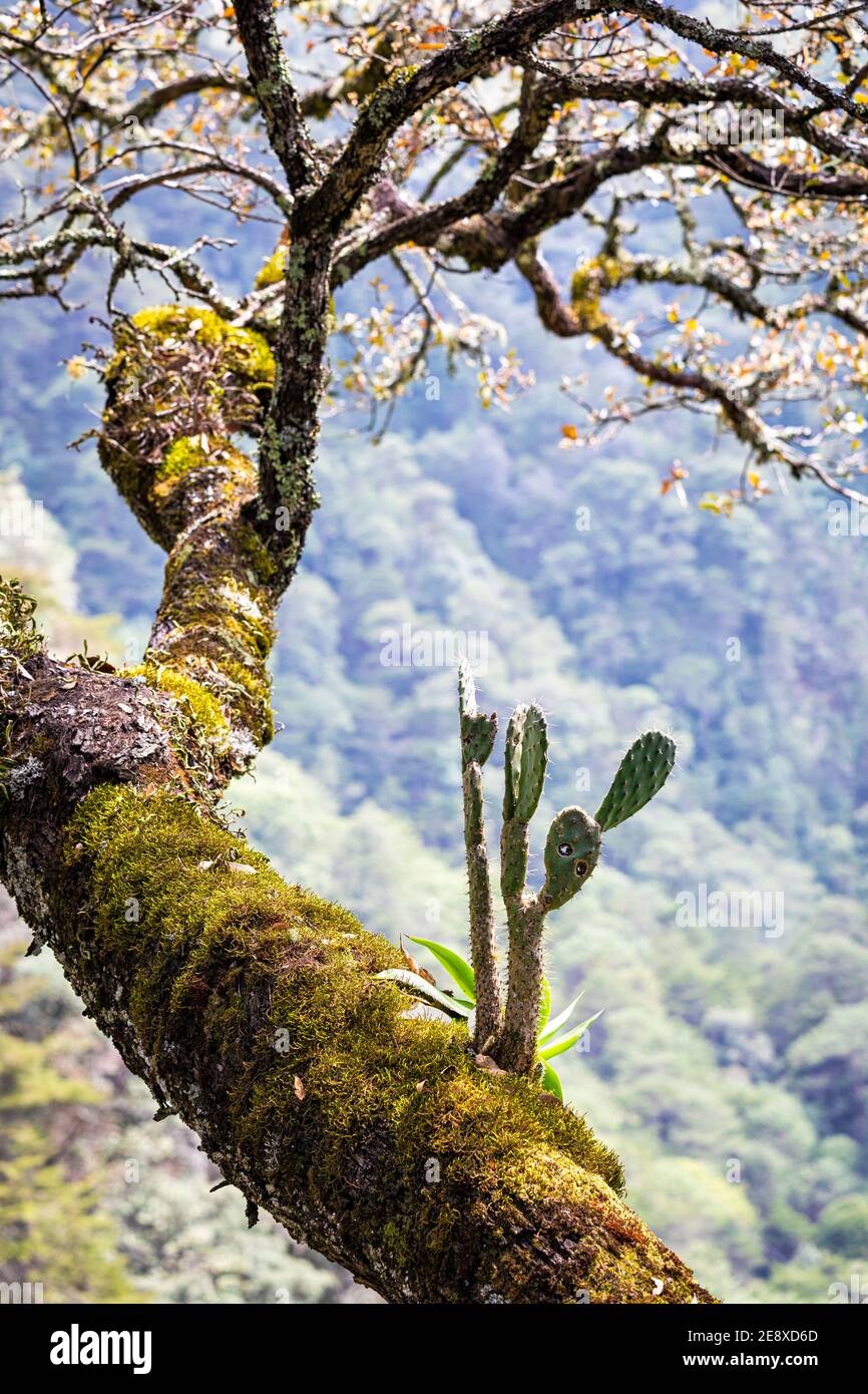 'Le migrant', un cactus à poire piqueuse pousse sur un chêne près de Pinal de Atrous, Queretaro, Mexique. Banque D'Images