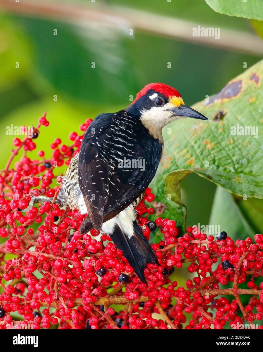 Un pic à joues noires, Melanerpes pucherani, fourragé sur les baies. Banque D'Images