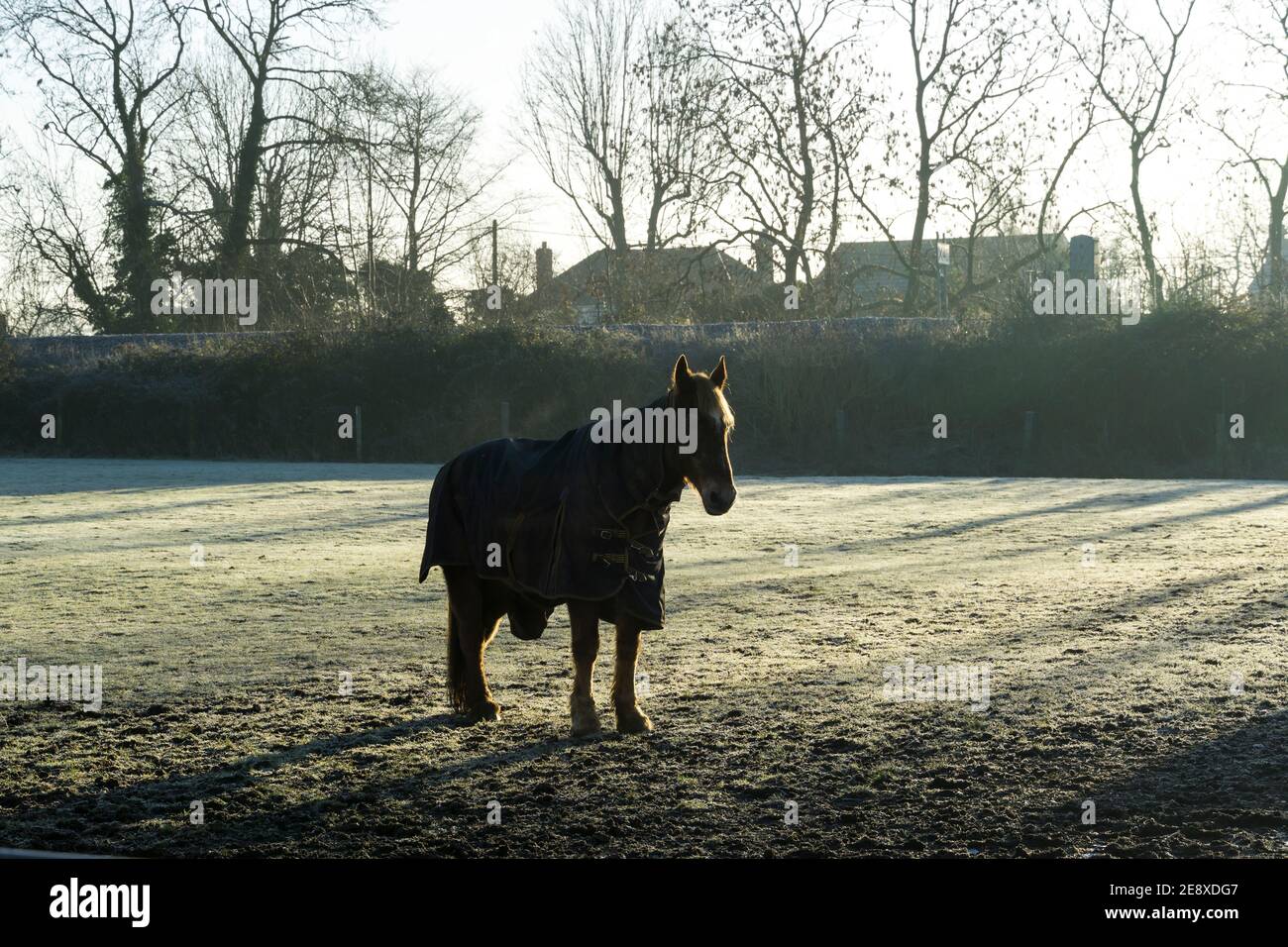 Cheval solitaire dans un champ gelé à la lumière froide du matin Banque D'Images