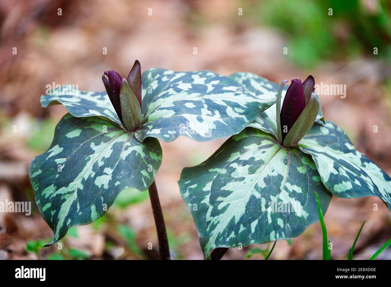 Gros plan de Little Sweet Betsy, Trillium cuneate, une fleur sauvage dans le sud-est des États-Unis. Banque D'Images