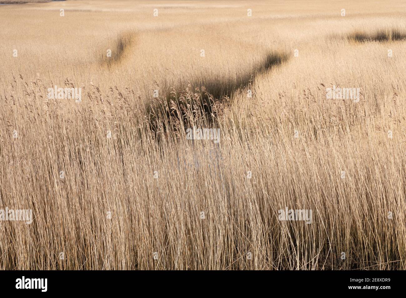 Marais de Newshot Island, Renfrewshire Banque D'Images