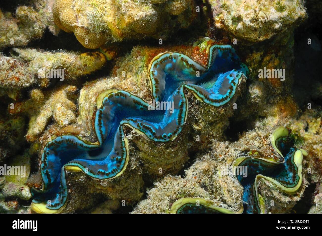 Tridacna maxima, palourdes bleues maxima, Gemeine Riesenmuschel, Grabende Riesenmuschel, Plage d'Utopia, Mer Rouge, Egypte, Rotes Meer, Ägitten Banque D'Images