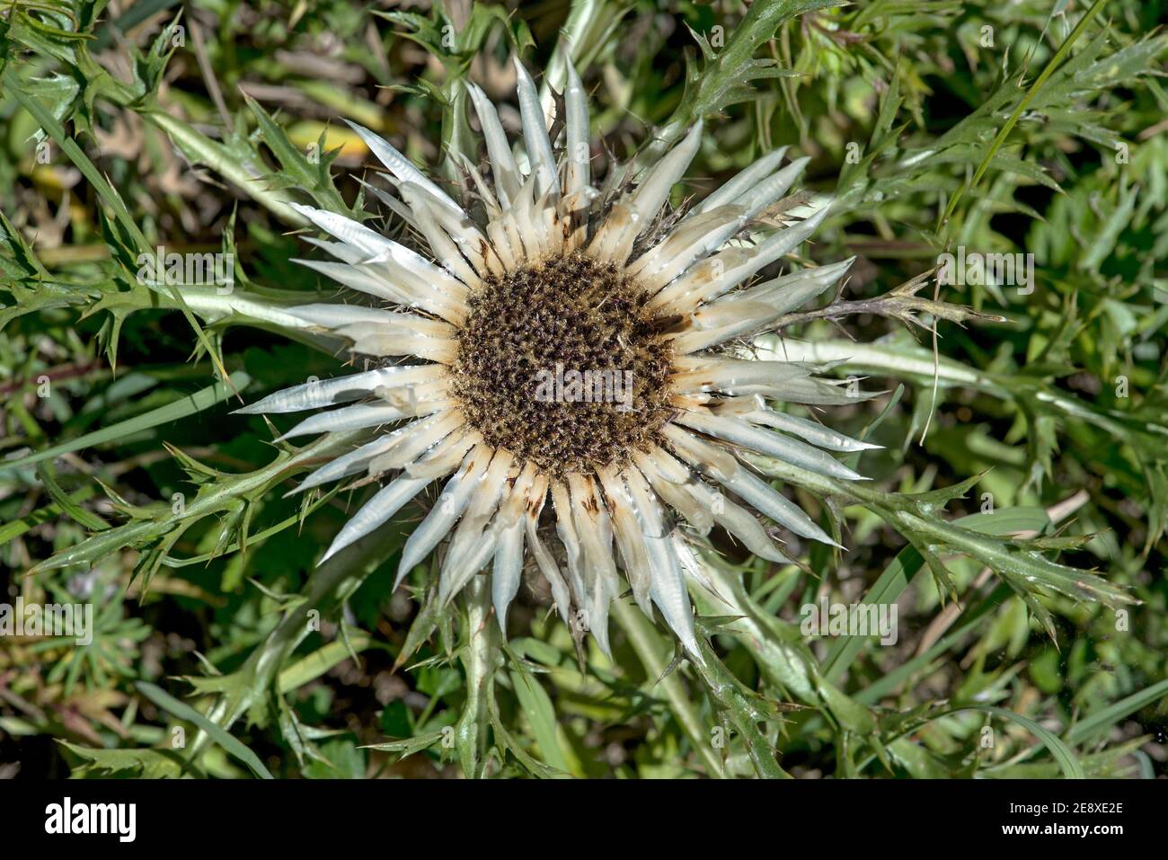 Chardon argenté (Carlina acaulis), Ovronnaz, Valais, Suisse Banque D'Images