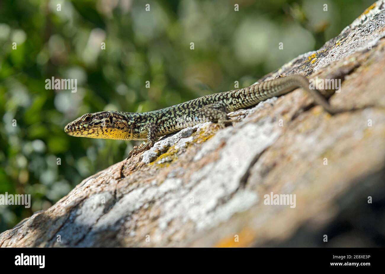 Homme de lézard à paroi commune (Podarcis muralis), Charrat, Valais, Suisse Banque D'Images