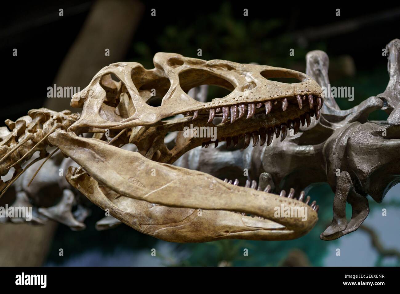Dinosaure fossiles tête crâne récréation Banque D'Images