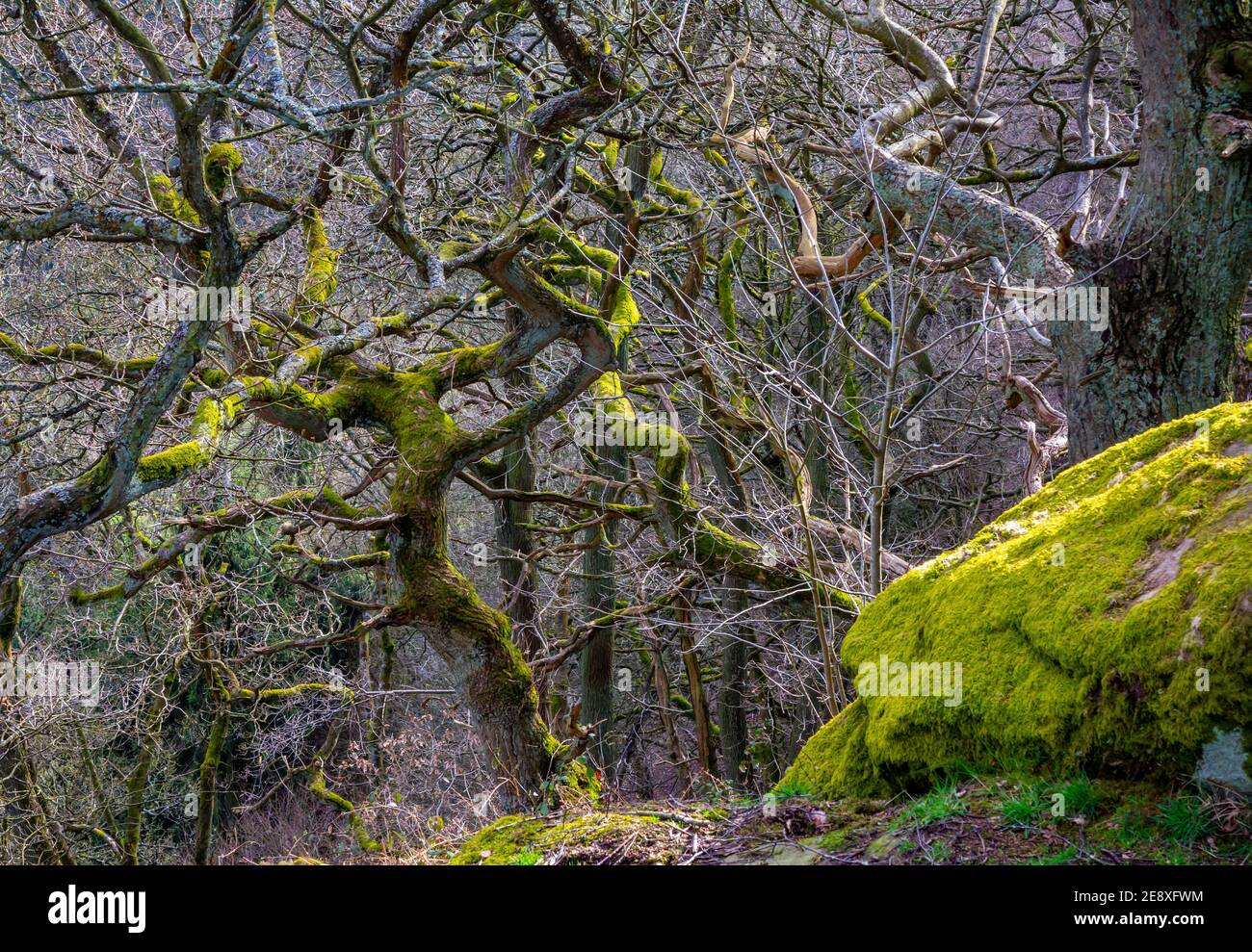 Arbres tordus poussant dans des bois denses avec des rochers recouverts de mousse en premier plan. Banque D'Images